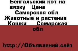 Бенгальский кот на вязку › Цена ­ 5 000 - Самарская обл. Животные и растения » Кошки   . Самарская обл.